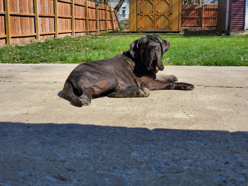 Neapolitan Mastiff with hip dysplasia