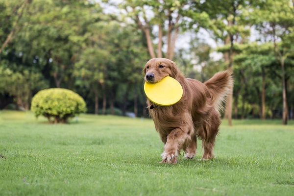 Golden retriever dog with frisbee