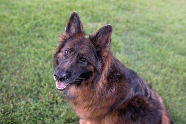 German shepherd dog