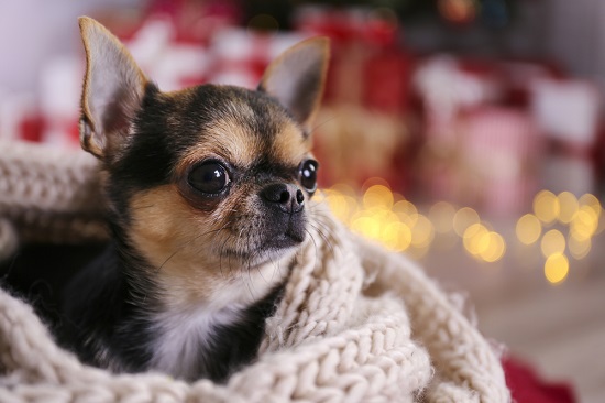 Chihuahua wrapped in a blanket