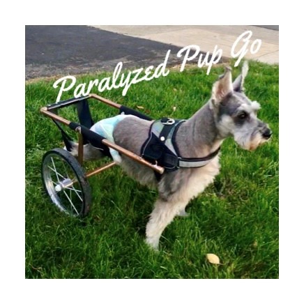 Jasper the paralyzed Miniature Schnauzer