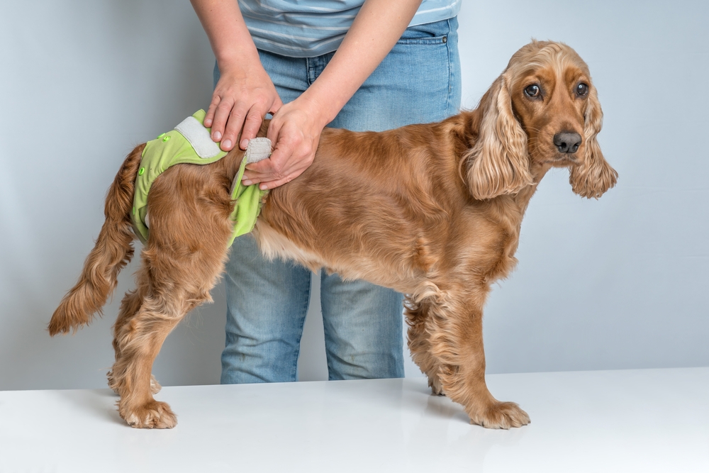 Dog wearing washable dog diaper