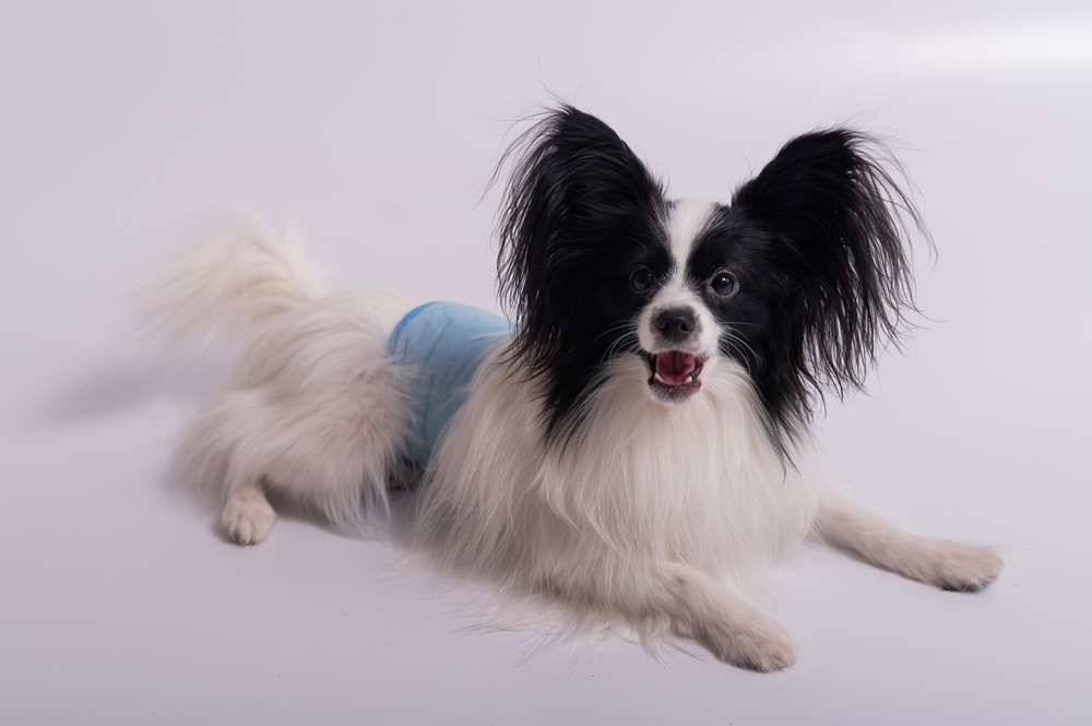 Dog wearing a washable belly band for incontinence