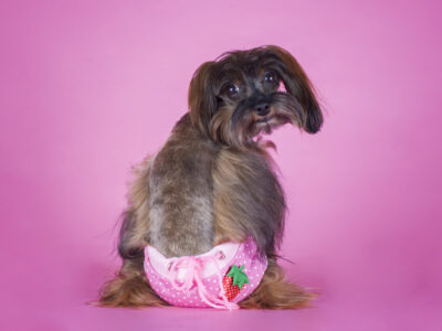 Dog in pink washable dog diaper