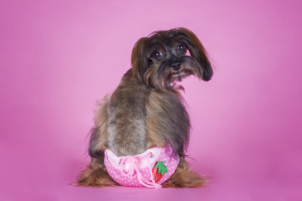 Dog in pink washable dog diaper