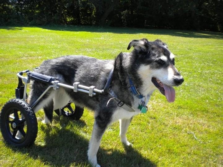 Oscar the dog with Degenerative Myelopathy