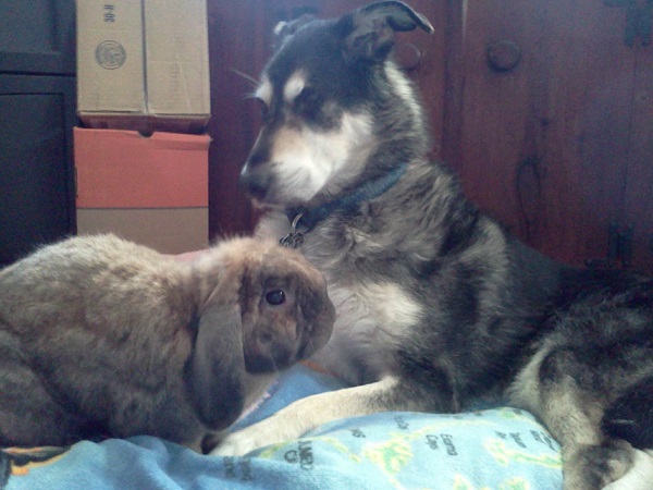 Oscar the dog with DM and his bunny.