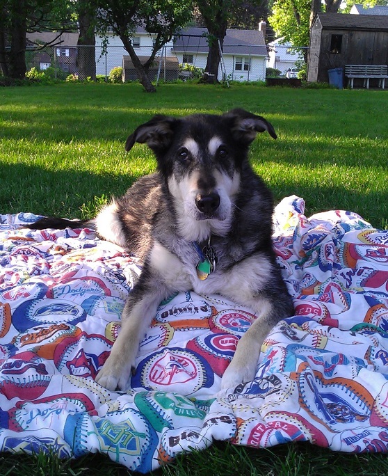 Oscar the dog who was diagnosed with Degenerative Myelopathy