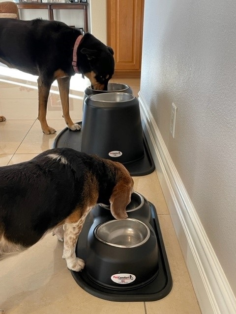 Two dogs eating from elevated dog food bowls.