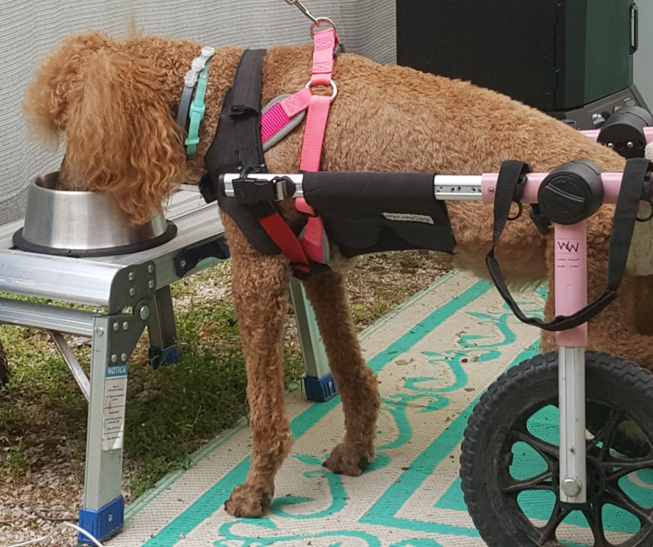 Poodle eating in wheelchair from an elevated dog food bowl