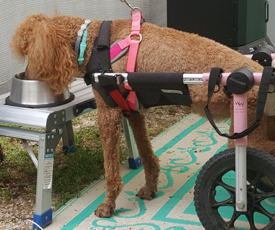 Elevated Food Bowl Set for Growing Puppies Adjustable 