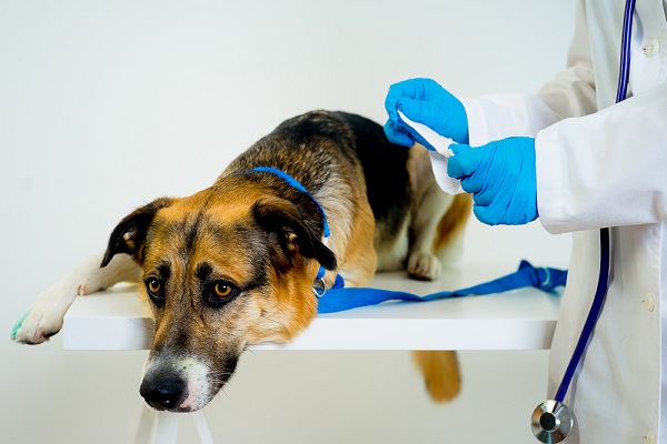 Dog on a veterinary exam table.