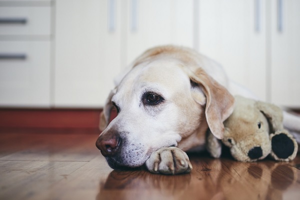 Labrador retriever dog lying down