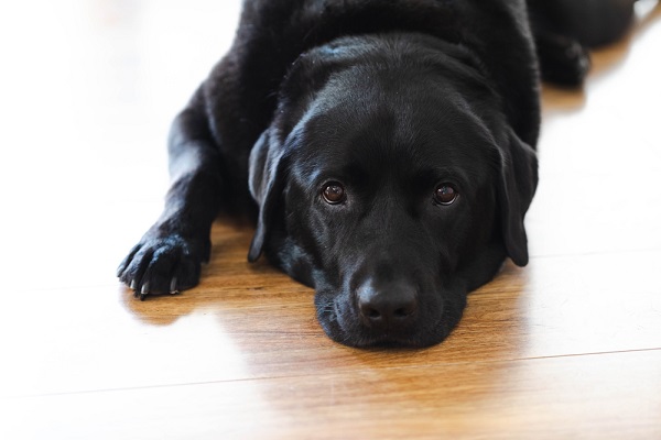 Black Labrador retriever lying on the floor.
