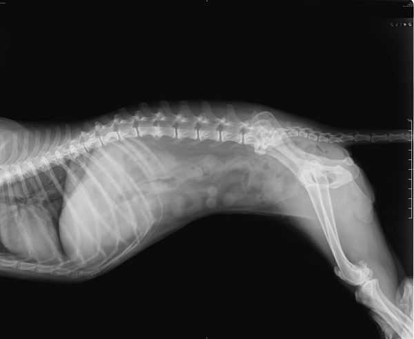 X-ray of a female dog's spine
