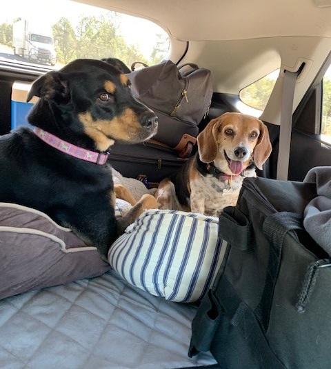 Two dogs going for car ride