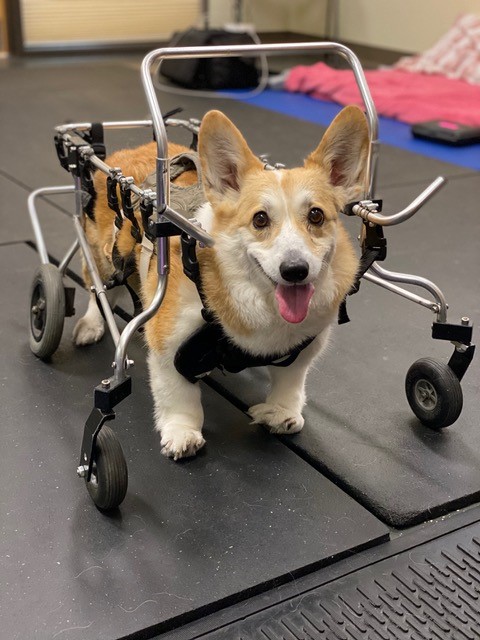 Dog in a Doggon' Wheels cart for disabled dogs