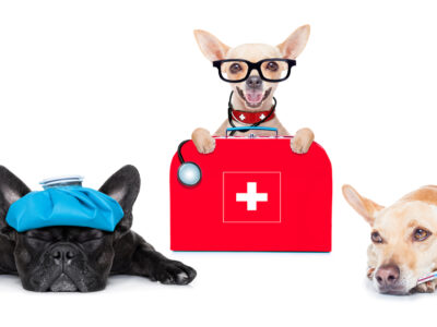 Three dogs with first aid kit