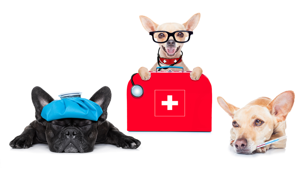 Three dogs with first aid kit