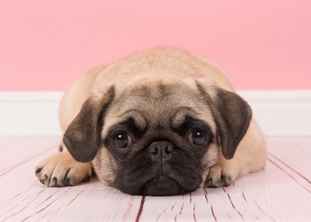 Pug lying on the floor