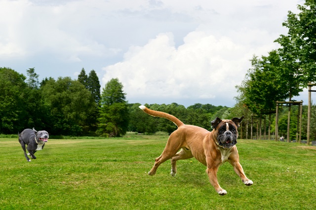 Two dogs playing hard at the park.