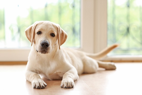 Labrador retriever lying on the floor