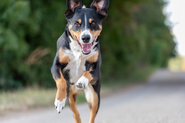 Dog running and playing hard.