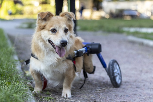 Corgi in a dog wheelchair