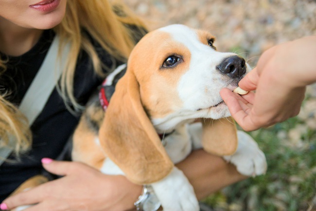 Beagle puppy taking a pill is on a daily schedule