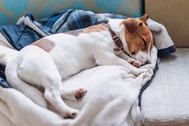 Dog sleeping as part of his recovery schedule