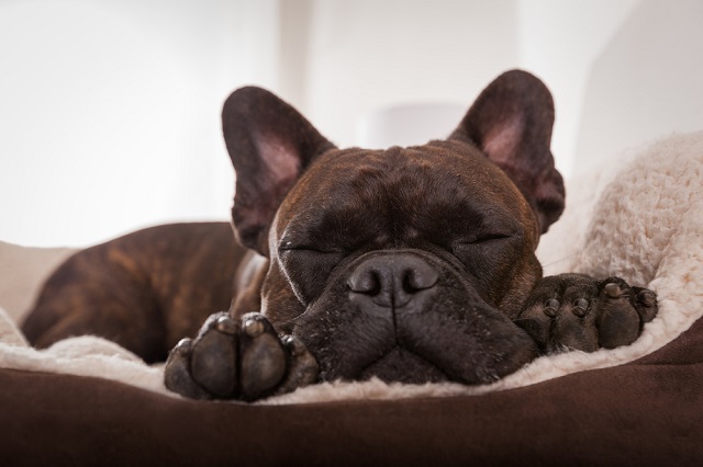 French bulldog sleeping