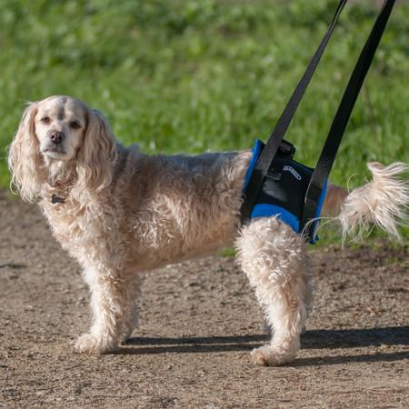 Canine physiotherapy: How to do Soft Tissue Massage for Dogs: the front and  back legs, and the back 