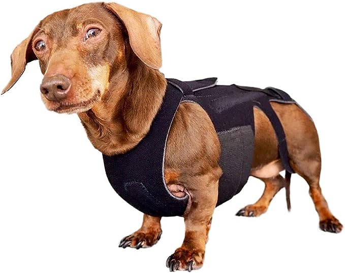 Dog wearing a dog back brace