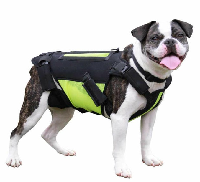 Dog wearing a Walkin' VertebraVe dog brace