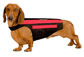 Dachshund wearing a WiggleLess dog back brace
