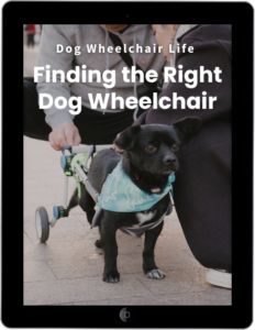 Understanding Knuckling in Dogs and Proprioception Dog Wheelchair Life