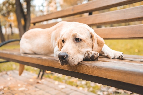 Yellow Labrador retriever lying on a park bench