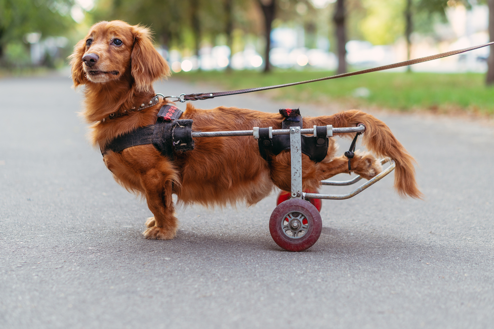Little brown dog in a used dog wheelchair