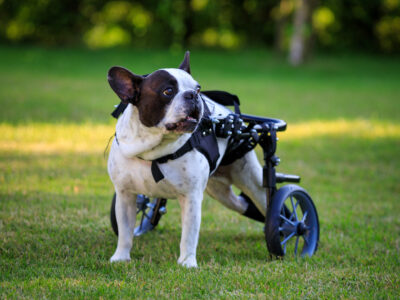 Paralyzed French bulldog in a dog wheelchair