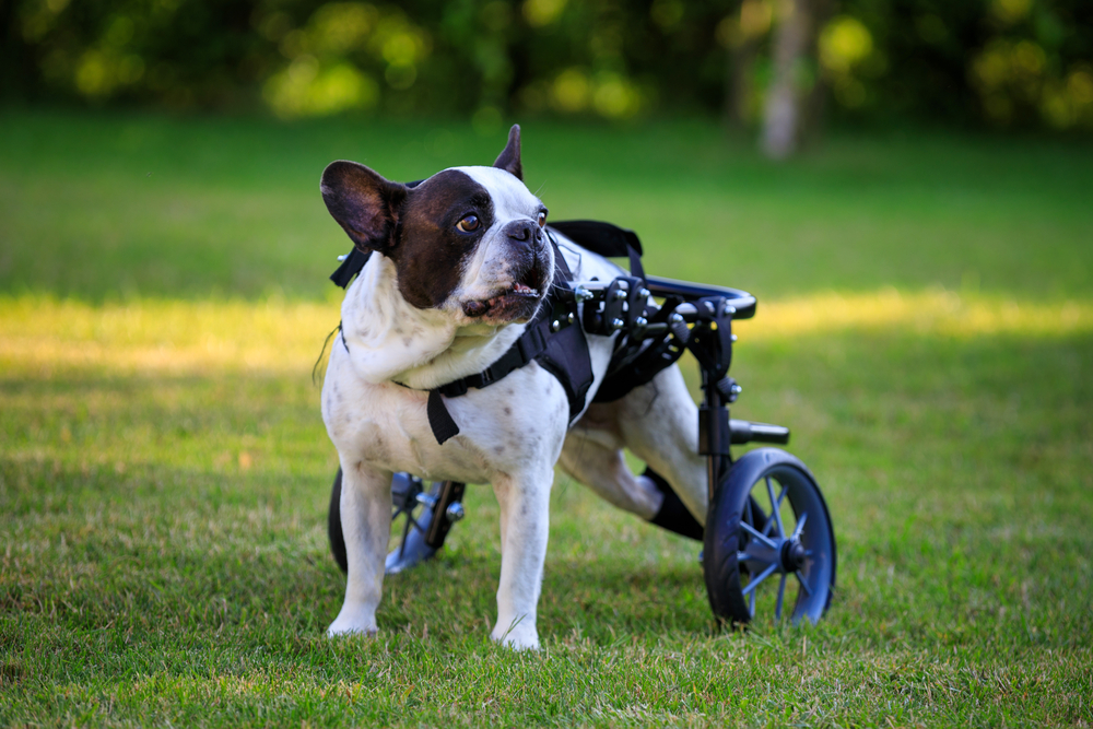 Paralyzed French bulldog in a dog wheelchair