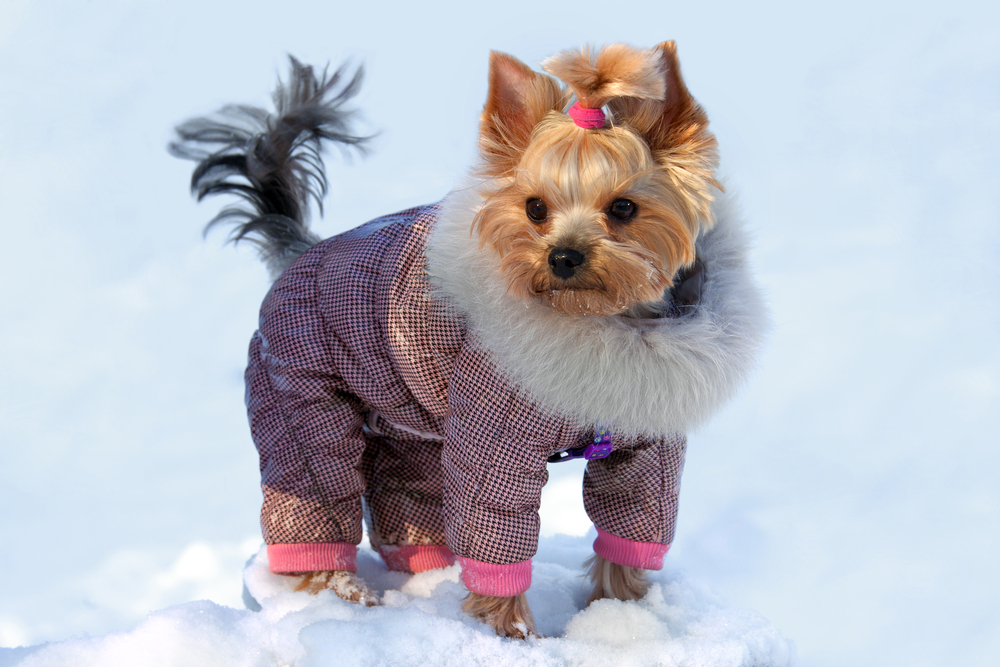 Dog in snowsuit