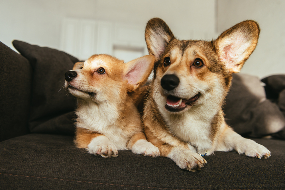 Corgis can benefit from nutrition to slow the progession of Degenerative Myelopathy