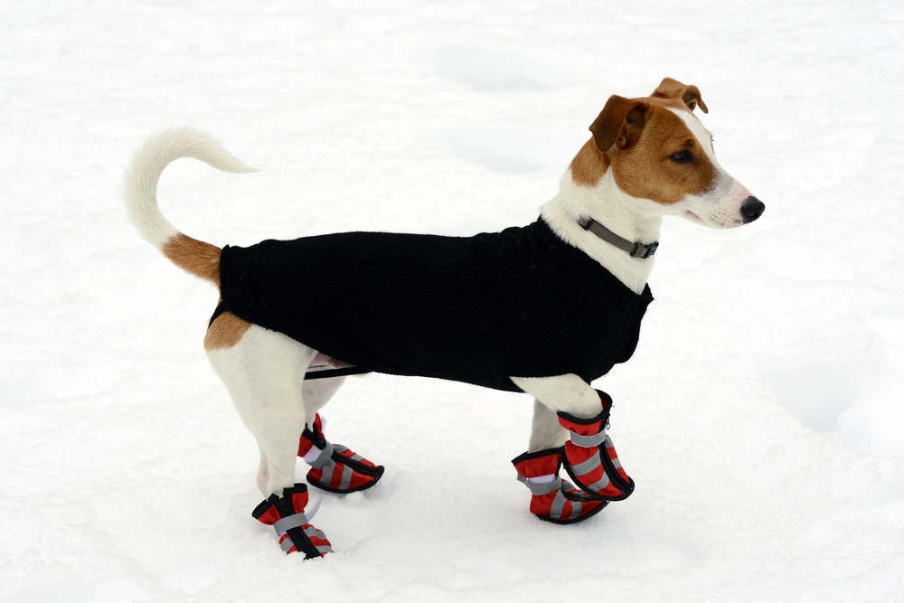 Dog in winter dog coat and dog boots