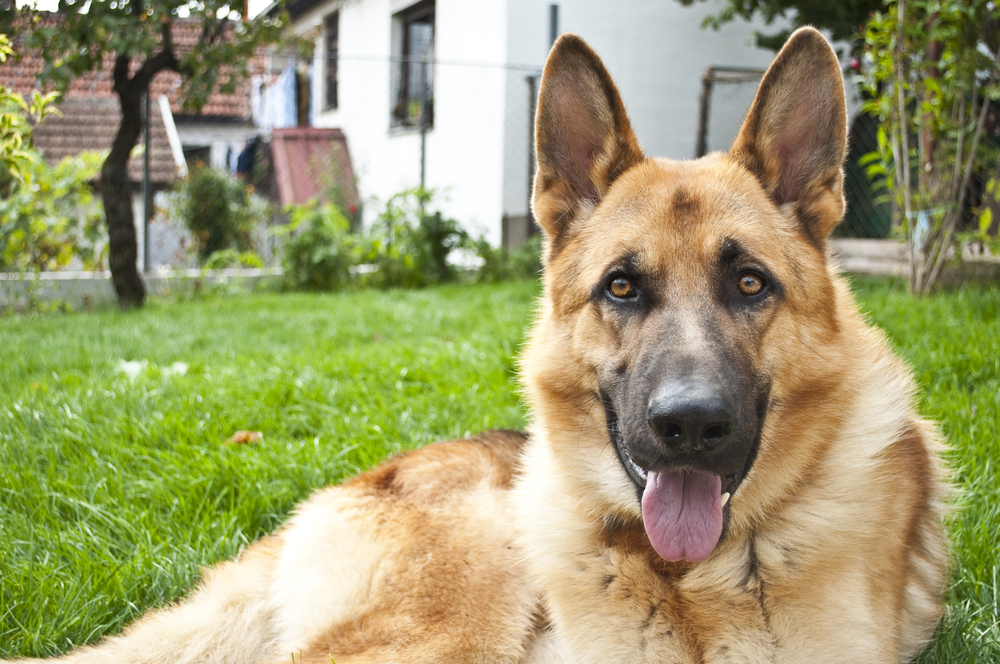 German shepherd dogs are prone to developing Degenerative Myelopathy