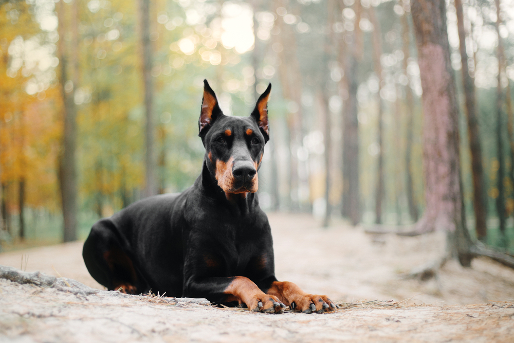 Doberman pinscher with cropped ears laying down on the ground outdoors in the woods.