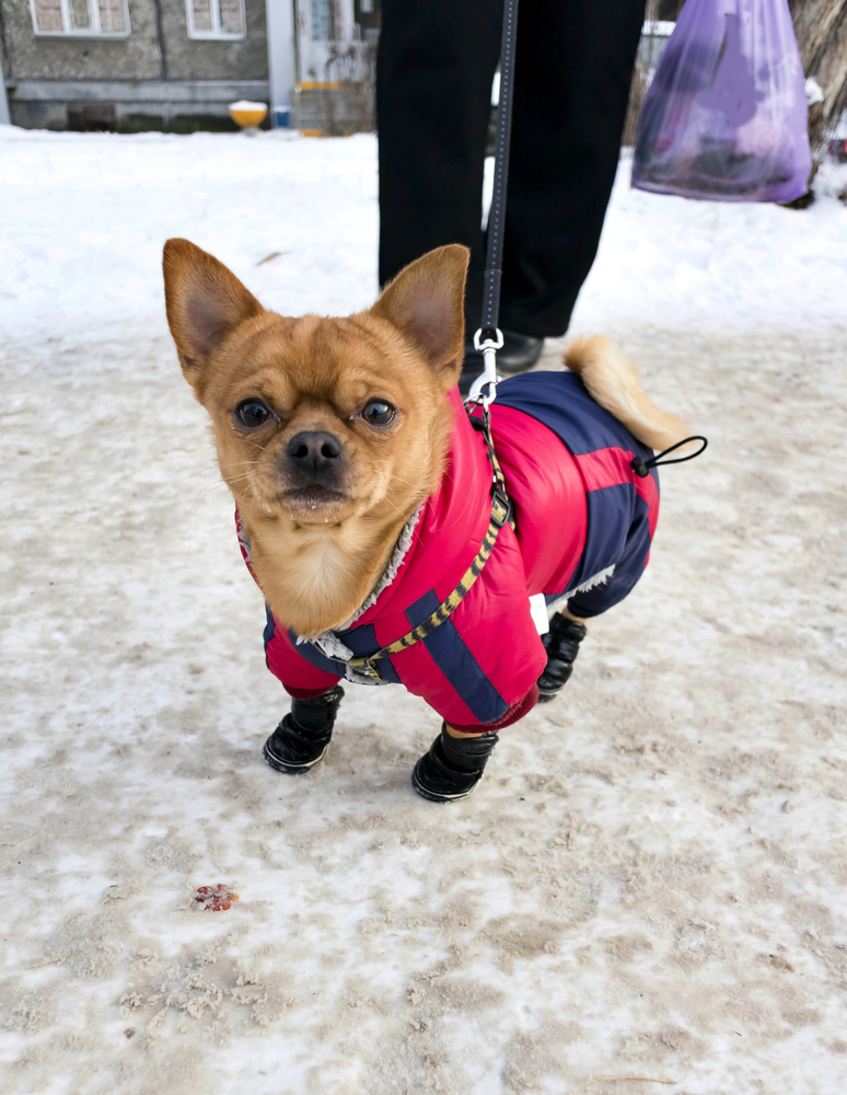 Little dog wearing a snowsuit and boots