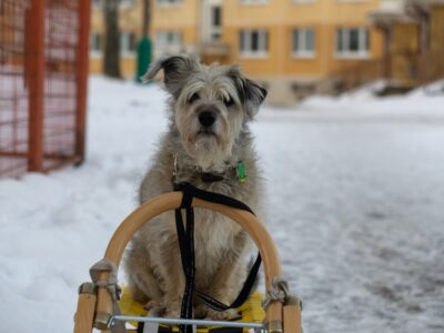 Disabled dog on a sled