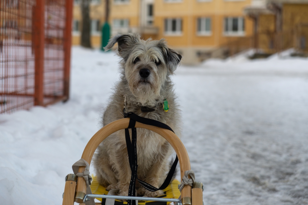 Disabled dog on a sled