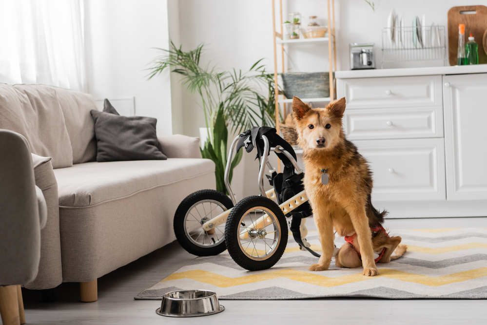 A Disabled dog sitting next to his wheel chair in a living room with a dog bowl next to him.