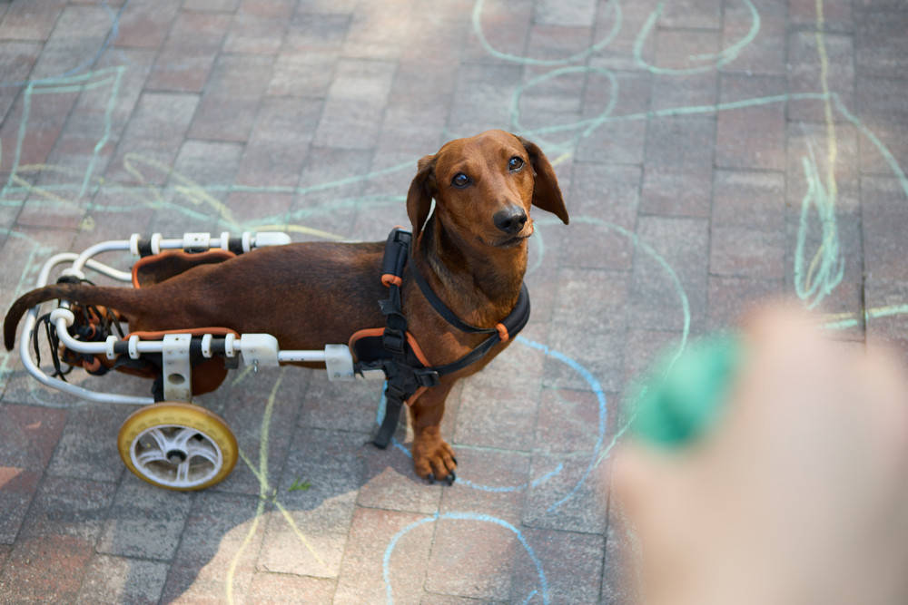 Dachshund disabled dog in a wheelchair